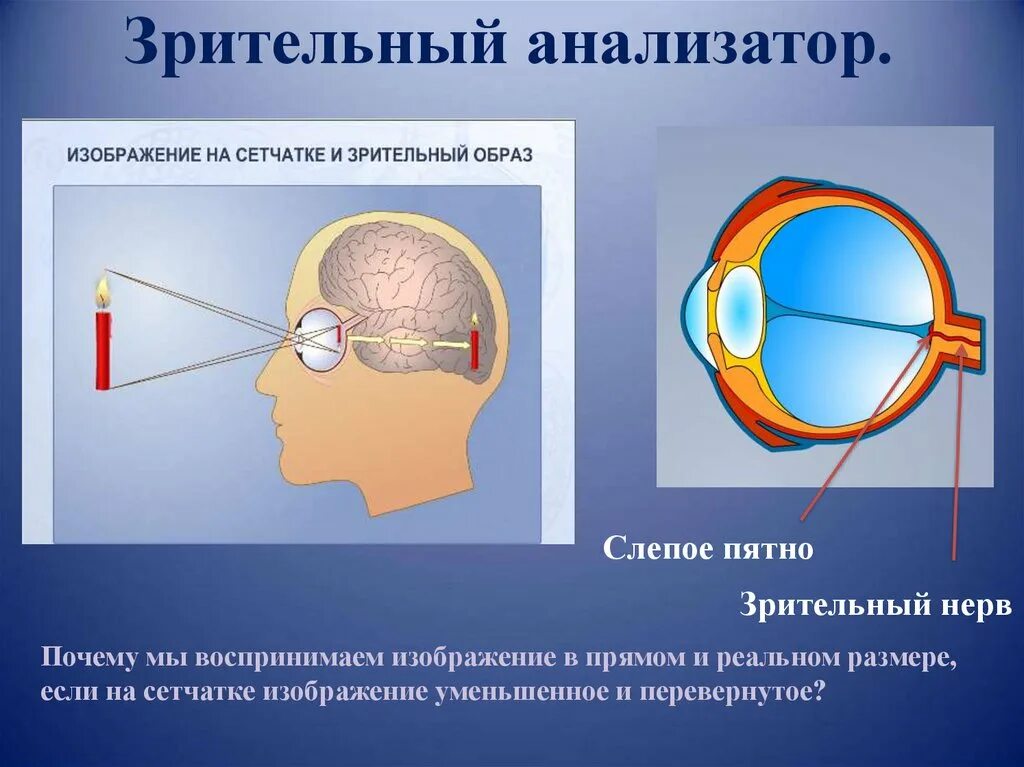 Изображение сетчатки