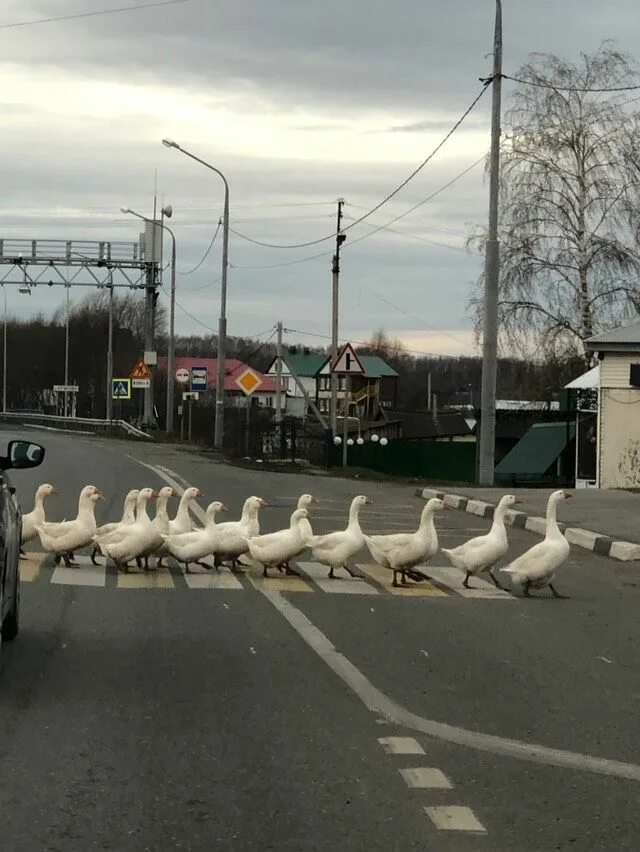 Гуси переходят важно. Гуси переходят дорогу. Гуси на дороге. Гуси на пешеходном переходе. Гуси переходят дорогу в деревне.