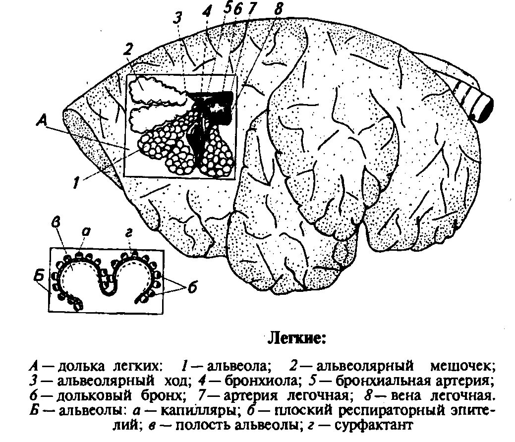 Строение дыхательной системы КРС. Строение лёгких крупного рогатого скота. Дыхательная система коровы схема. Легкие КРС строение. Физиологический процесс легких