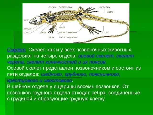 Опорная система рептилий. Опорно двигательная система рептилий 7 класс. Земноводные опорно двигательная система таблица. Опорно двигательная система земноводных таблица. Опорно двигательная система пресмыкающихся ящерицы.