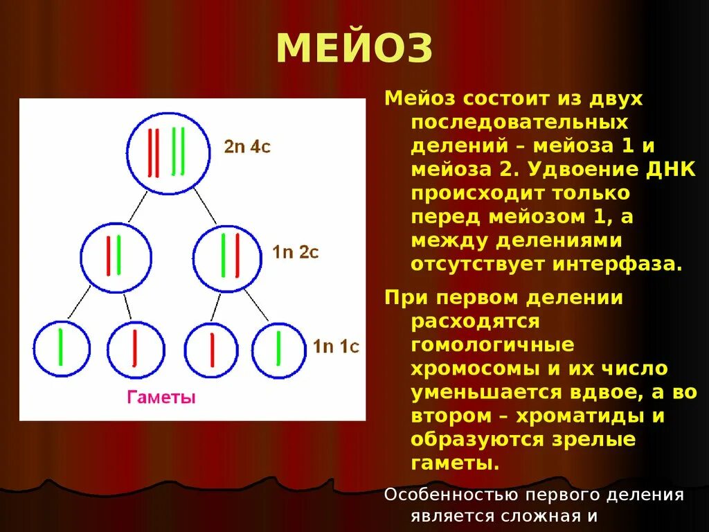 Биологическая сущность мейоза состоит в. Интерфаза мейоза 2. Мейоз гаметы. Последовательность мейоза 1. Мейоз состоит из.