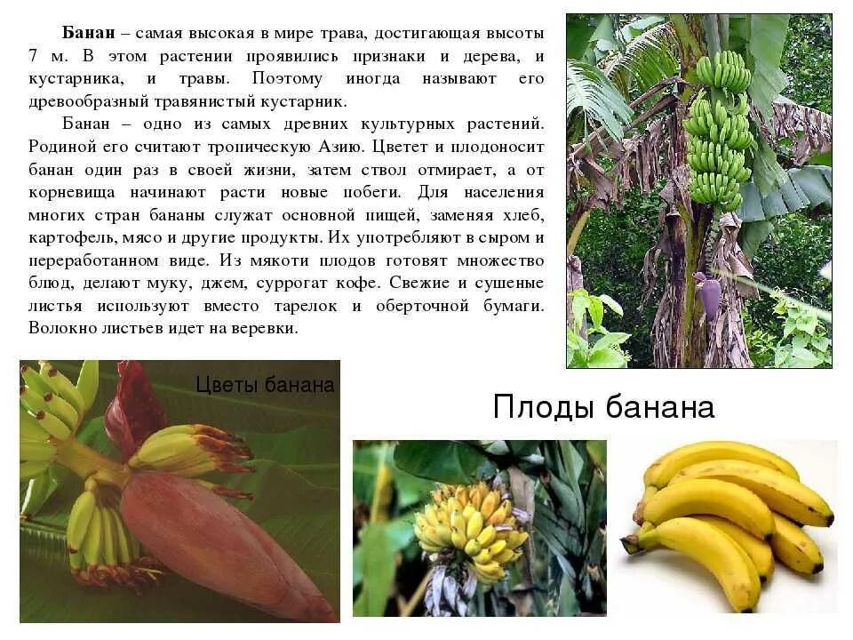 Сколько бананов выпадает в banana. Банан доклад. сообщение о банане. бананы описание растения. банановое дерево плод.