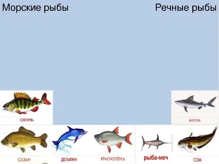 1 июля рыбы