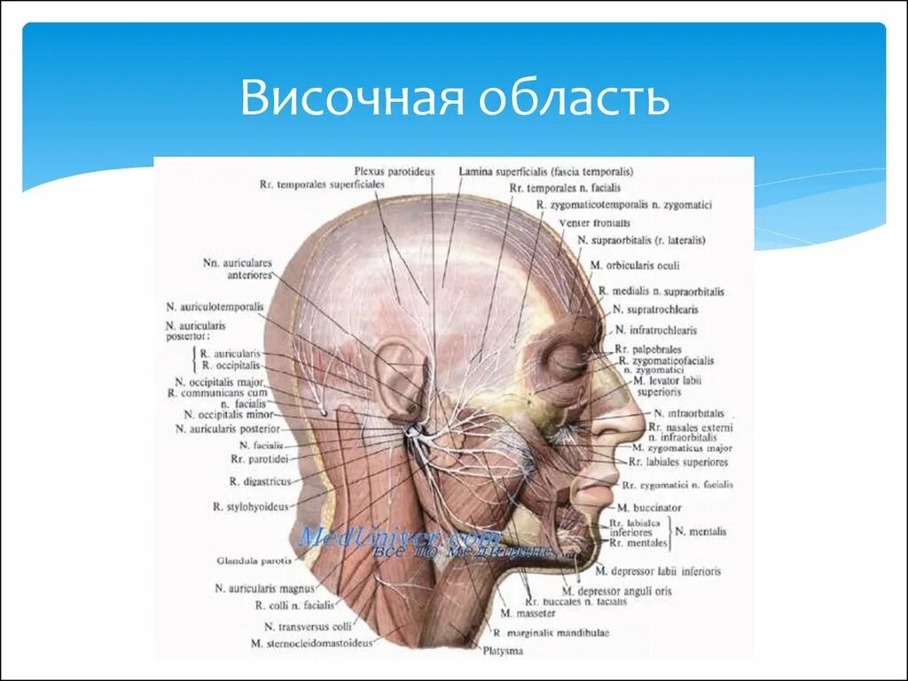 Затылок область. Топография височной области. Височная область топографическая анатомия. Границы височной области. Височная область головы границы.