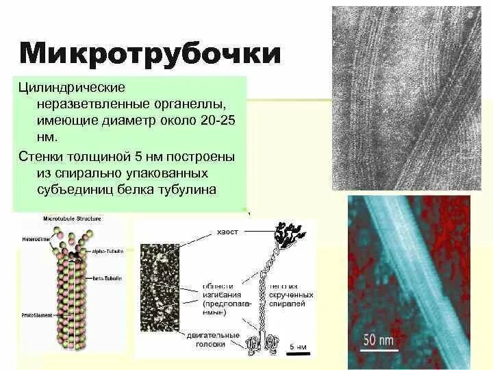 4 микротрубочки. Функции микротрубочек в растительной клетке. микротрубочки тубулин. строение клетки микротрубочки.