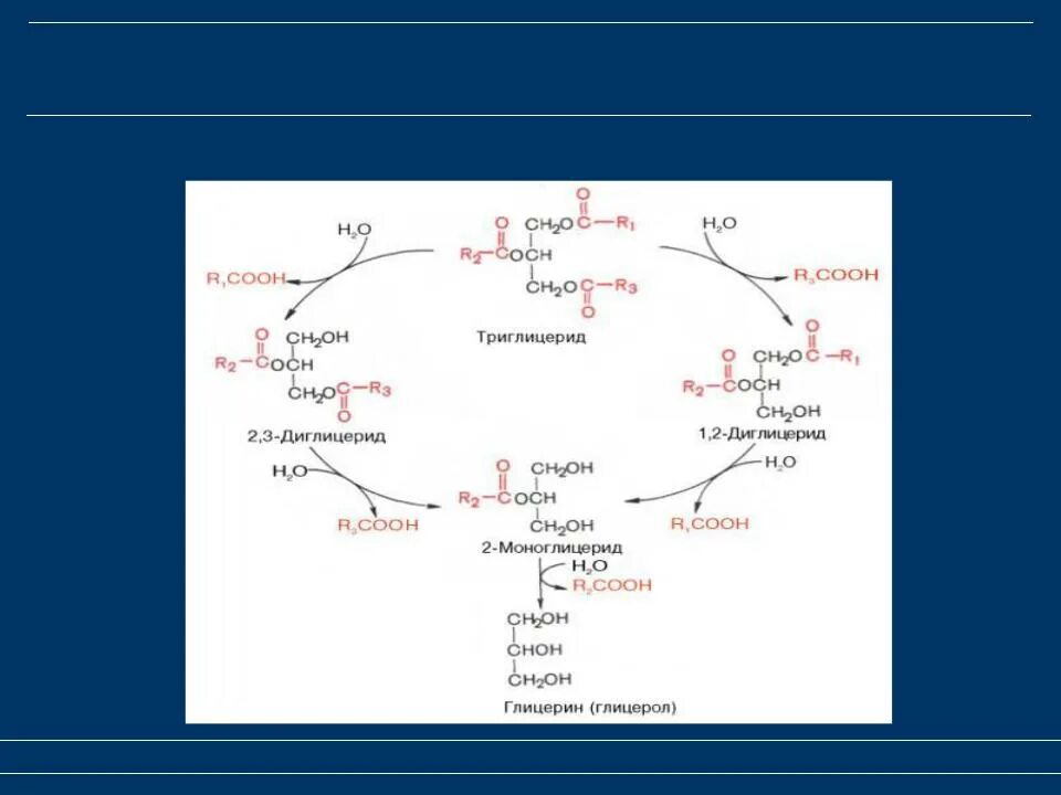 Распад триглицеридов. Ch2-o-co-c15h31. Распад триглицеридов. Триглицериды биохимия синтез. Реакции синтеза триглицеридов.