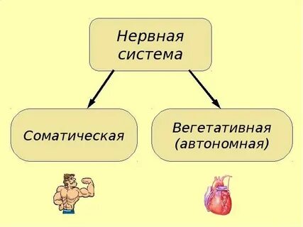 Что регулирует соматический отдел нервной системы