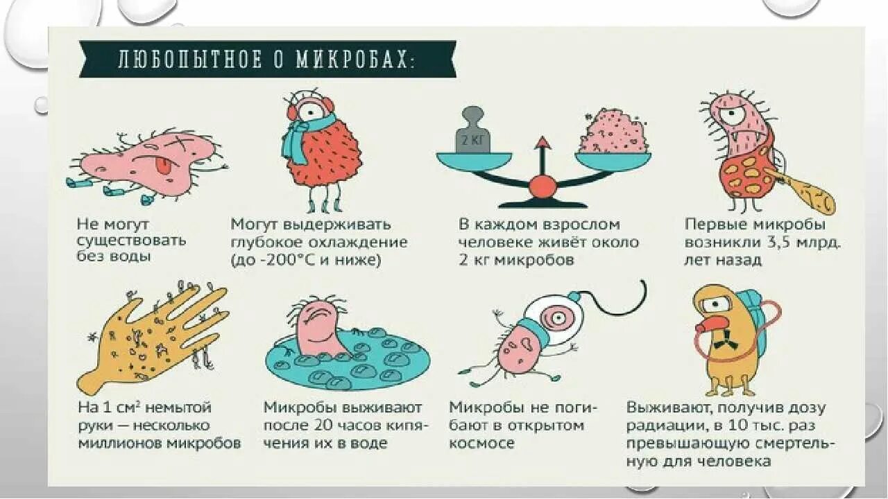 Тема бактерии и вирусы 5 класс. Интересные факты о микробах. Интересные факты о бактериях. Интересная информация о бактериях. Полезные микробы.