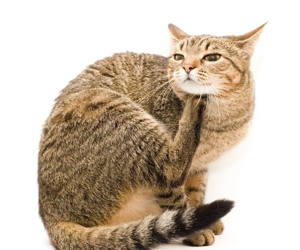 Почему котенок чешет. Кот чешется. кошку чешут. почесывание кота. домашняя кошка чешется.