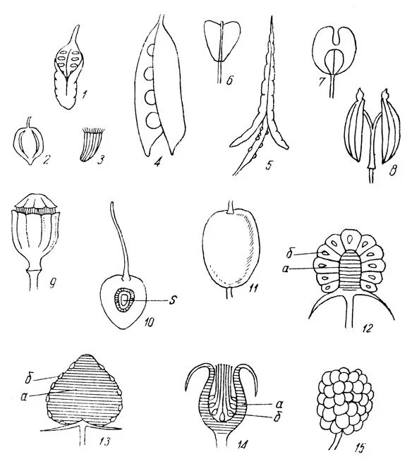 Многолистовка строение. Плоды покрытосеменных растений. Типы плодов покрытосеменных растений. Многолистовка плод рисунок. Разные типы плодов