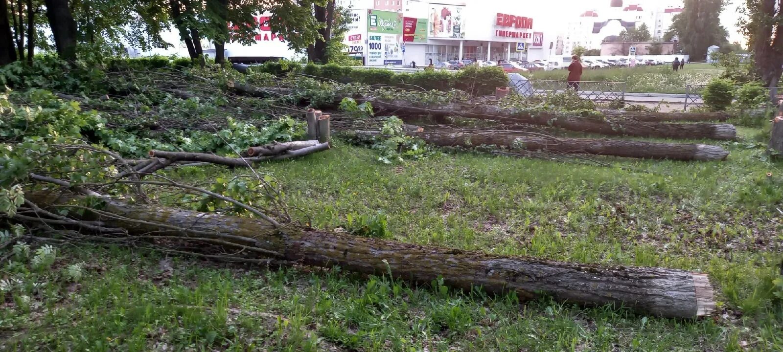 В парке при музее решили разбить. Вырубка деревьев в городе. Санитарная вырубка деревьев в городах. Пустырь с деревьями. Вырубка деревьев на Нежинской.