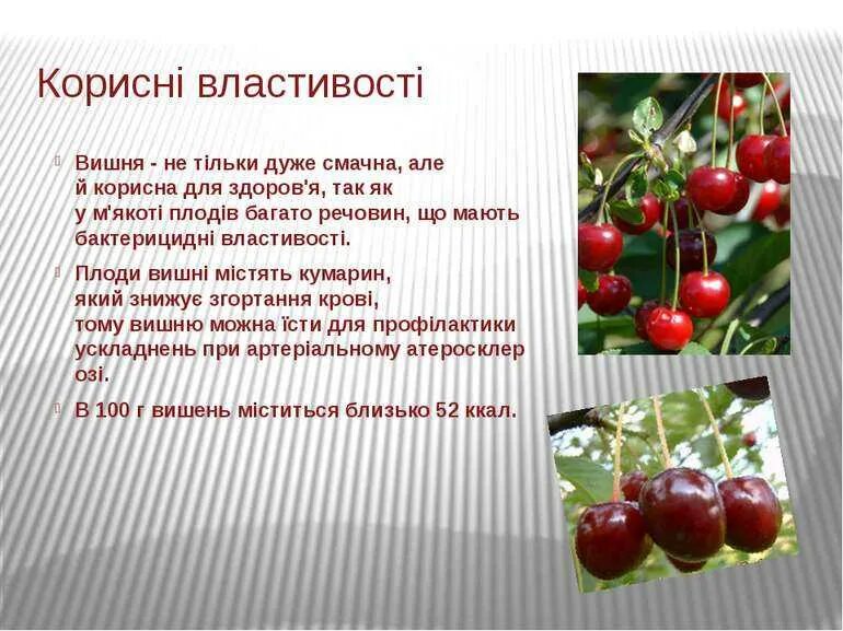 Дерево вишня описание. Вишнёвый сад краткое содержание. Доклад про вишню. Вишня краткое содержание. Рассказ о вишне.