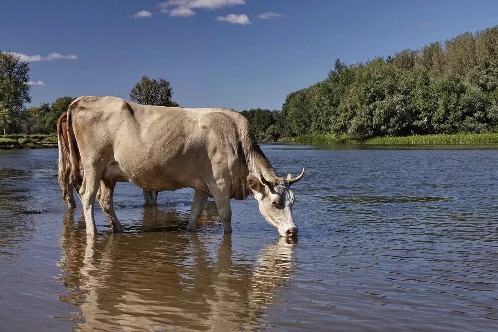 Телята пьют воду. Коровы на водопое. Корова в воде. Коровья река. Река водопой.