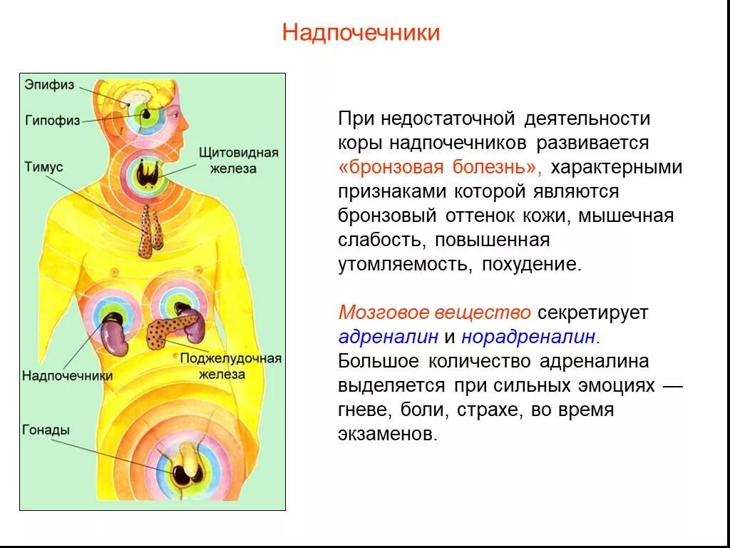 Железы внутренней секреции гипофиз эпифиз. Железы внутренней секреции гипофиз надпочечники. Железы внутренней секреции щитовидная железа и гипофиз. Функции эндокринная система железы внутренней секреции.