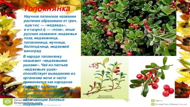 Медвежьи ушки от чего. Толокнянка обыкновенная. 294. Толокнянка обыкновенная. Толокнянка обыкновенная описание. Толокнянка описать.