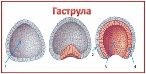 Гаструла рисунок