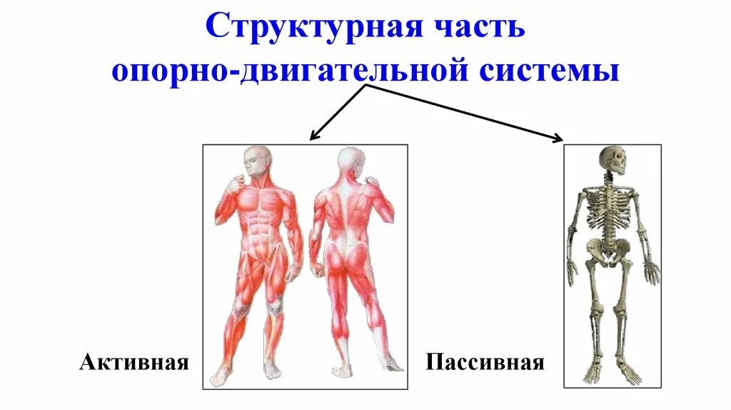 Пассивная часть опорно двигательной. Функции пассивной части Ода. Активная и пассивная часть опорно двигательного аппарата. Опорно двигательная система активная и пассивная часть. Опорно двигательная система активная и пассивная часть функции.