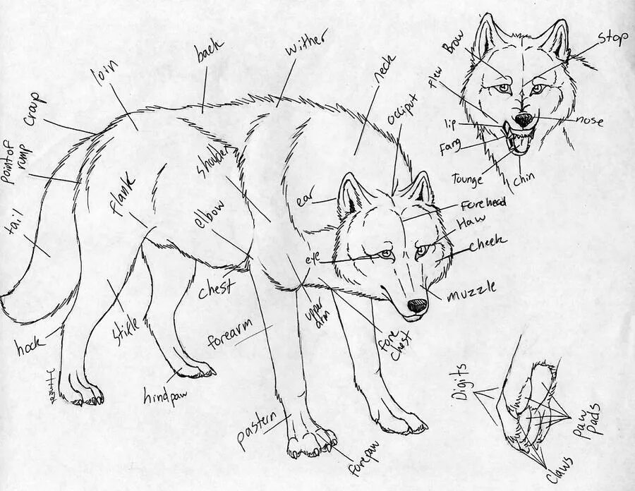 Географические признаки волка обыкновенного в каких. Строение волка. Волк строение тела. Строение волка анатомия. Анатомия тела волка.