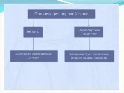 Тест 22 значение нервной системы строение