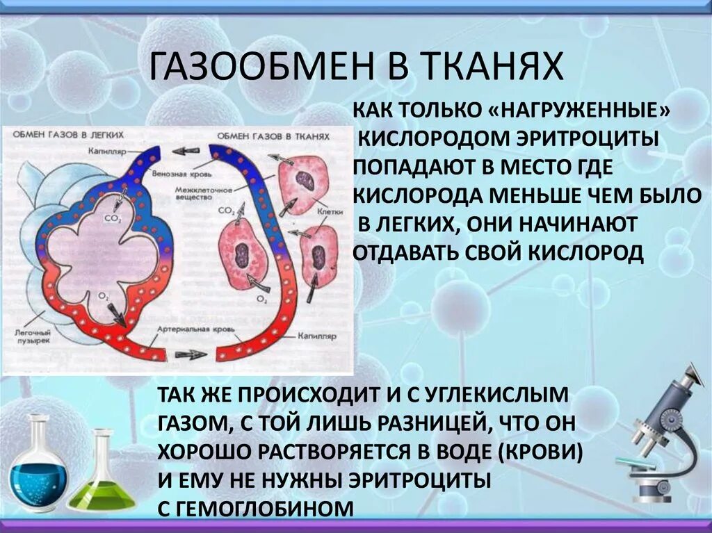 Газообмен происходит в. Газообмен в тканях. Процесс газообмена в лёгких и тканях. Процесс газообмена в организме. Последовательность этапов движения кислорода