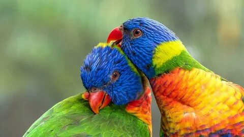 The most colorful