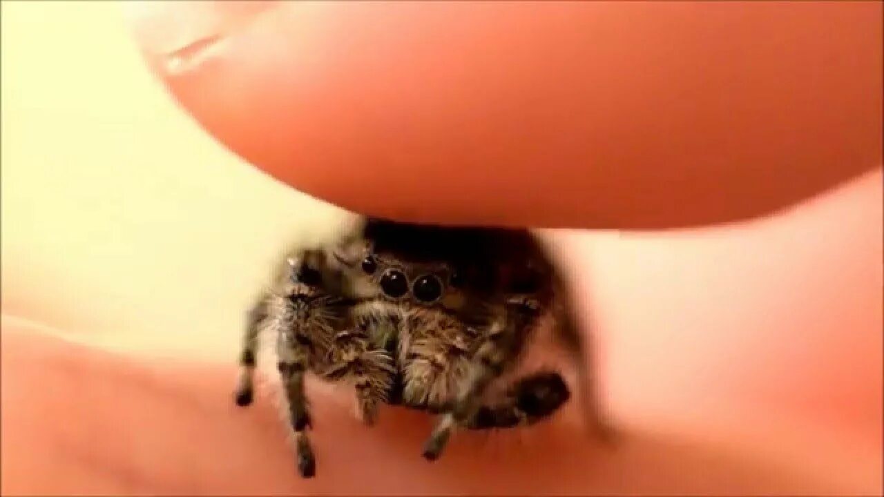 It s getting spider