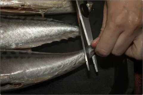 Солим скумбрию без рассола