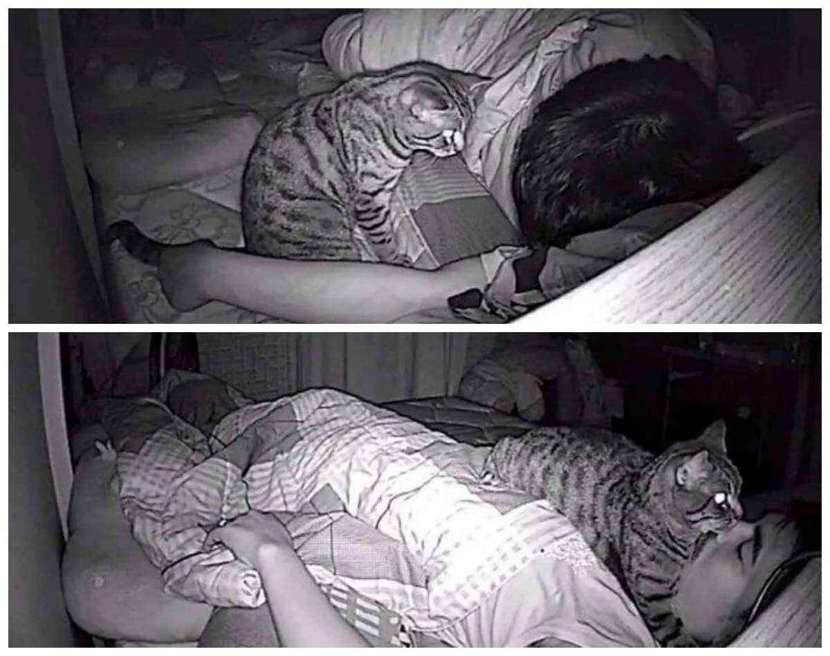 Коты в постели. Коты и хозяева ночью. Мемы с котиками спать.