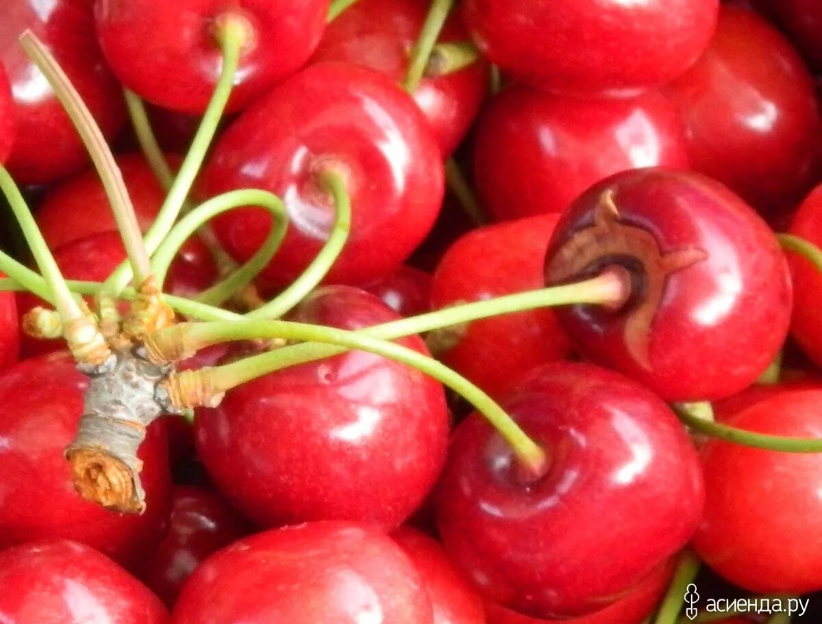 Различие вишни и черешни. Черешня от вишни. Вишня vs черешня. Вишня и черешня отличия. Вишня и черешня отличия.
