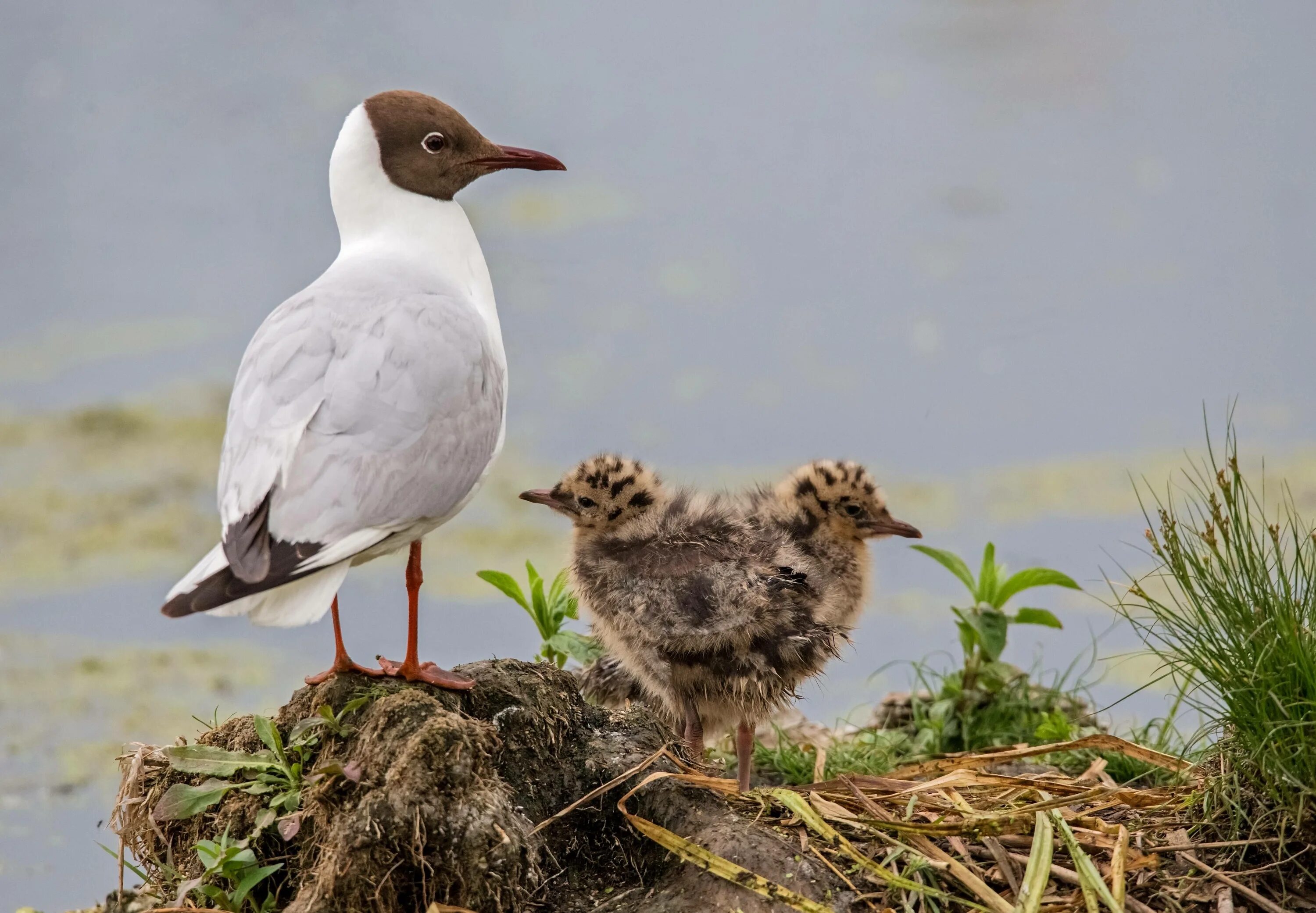 Серебристая чайка слеток. Речная чайка птенец. Птенец озерной чайки. Чабар птенец чайки. Озерная чайка слеток.