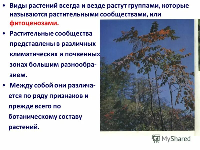 Тип растительности 4