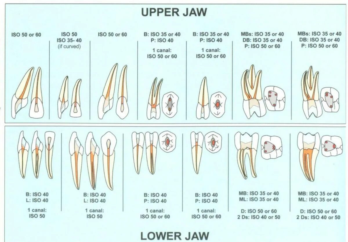 Корневые каналы зубов анатомия и топография. Анатомия корневых каналов зубов. Топография полостей и корневых каналов однокорневых зубов. Название каналов зубов на верхней челюсти.