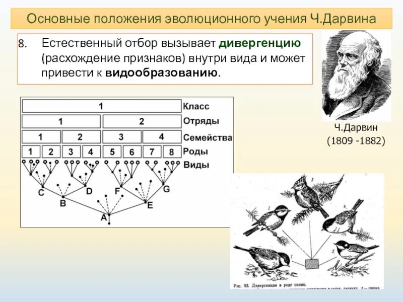 Основные положения естественного отбора. Формы отбора по дарвину. схема естественного отбора по дарвину.