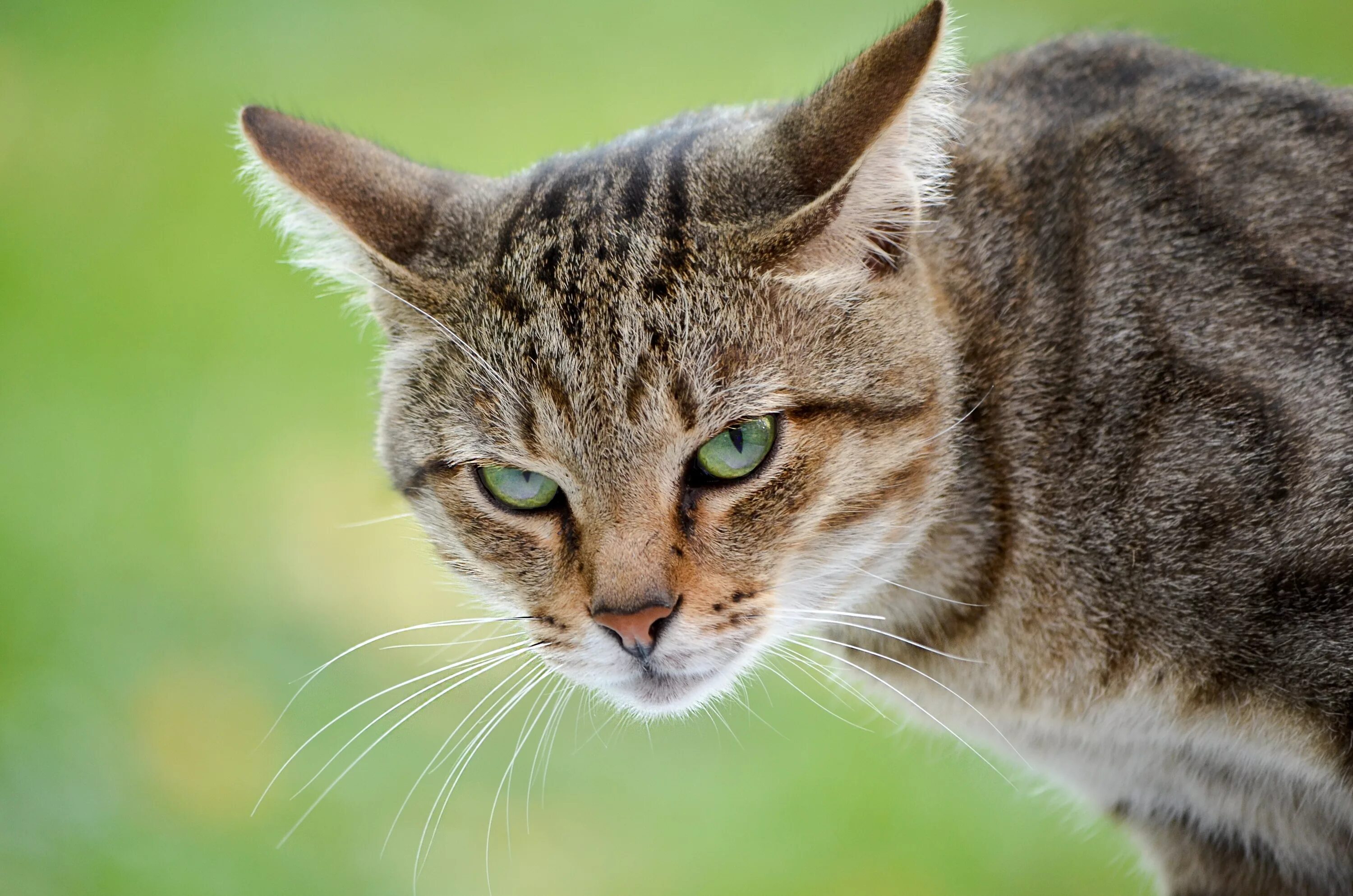 Picture me cats. Морда кошки. Взгляд кошки. Кошачья мордочка. Голова кошки.