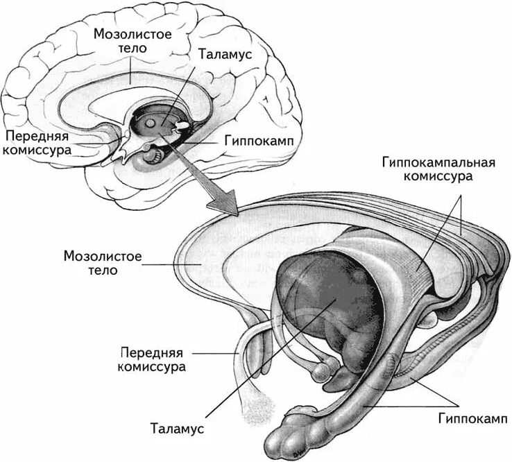 Анатомия мозолистого тела головного мозга. Структуры головного мозга мозолистое тело. Мозолистое тело анатомия. Мозолистое тело мозга строение.