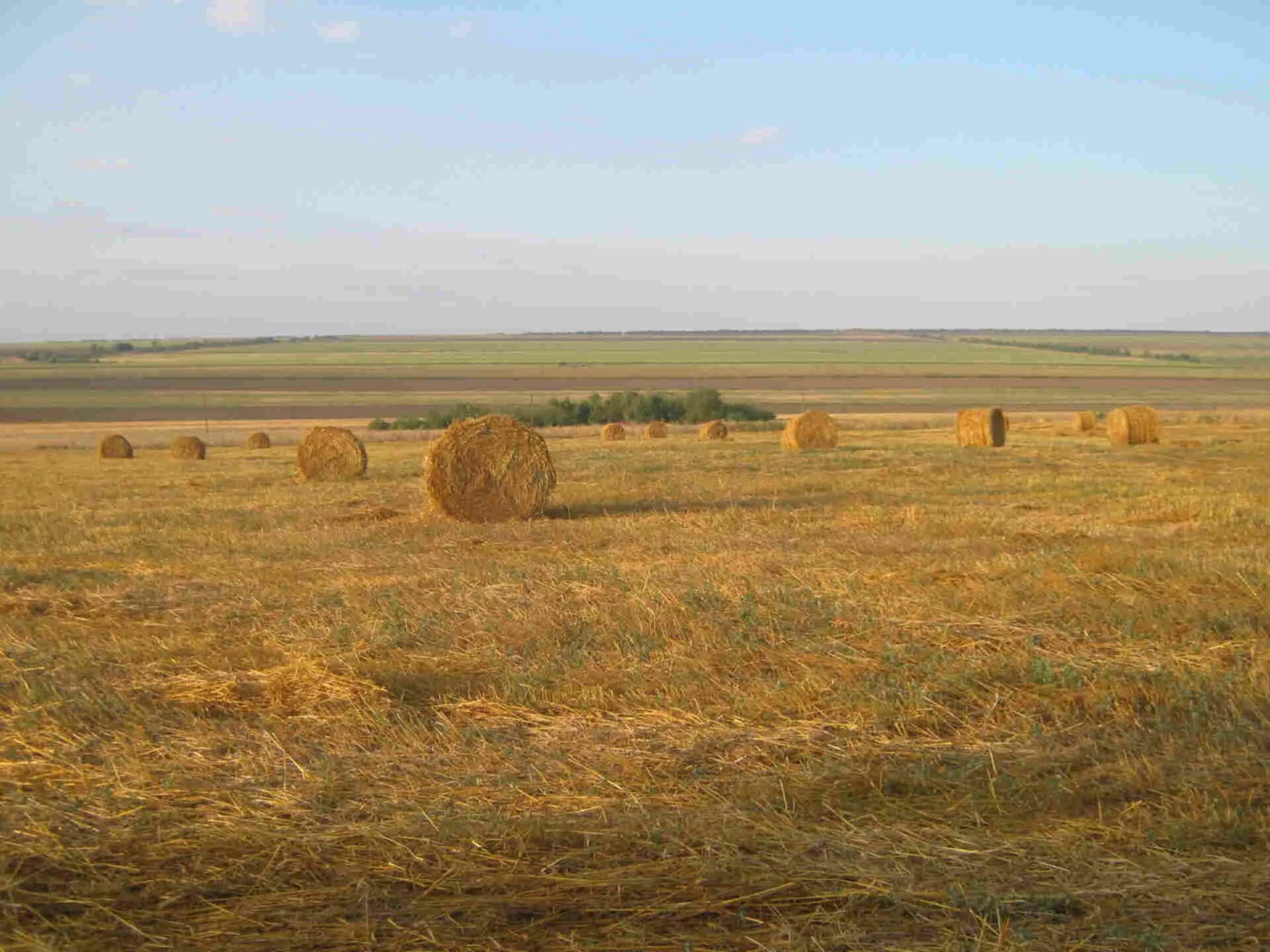 Степи Ставропольского края. Поселок Кубанская степь. Земледелие степей и лесостепей. Растениеводство в лесостепи и степи.