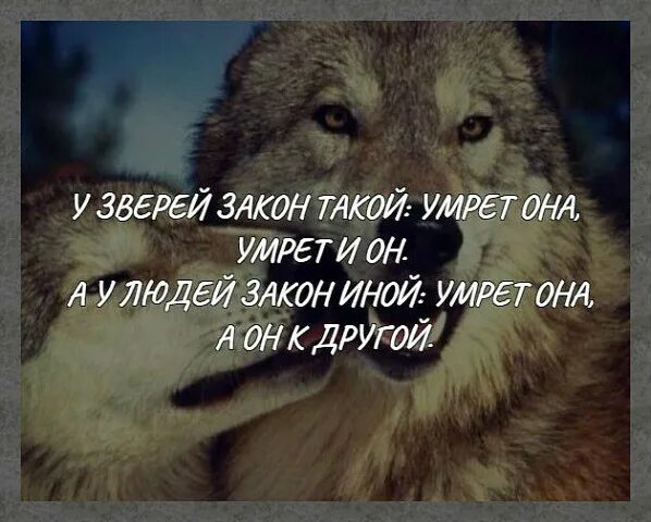Животные цитаты. Звери покрытые шерстью. Зверем этим называют. Зверем этим называют. Статусы про человечность.