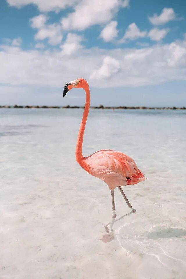 Iphone flamingo