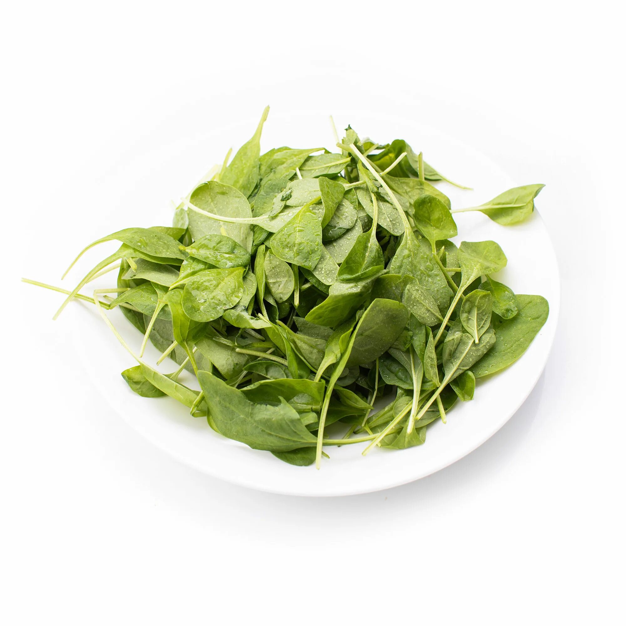 микрозелень базилик. микрозелень базилик. микрозелень клевер микс. микрозелень просо. микрозелень шизо.