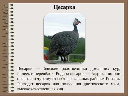 Цесарки описание