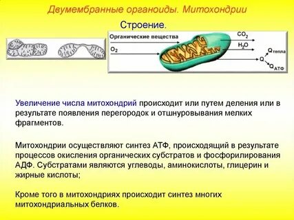 Какой органоид называют фабрикой белка