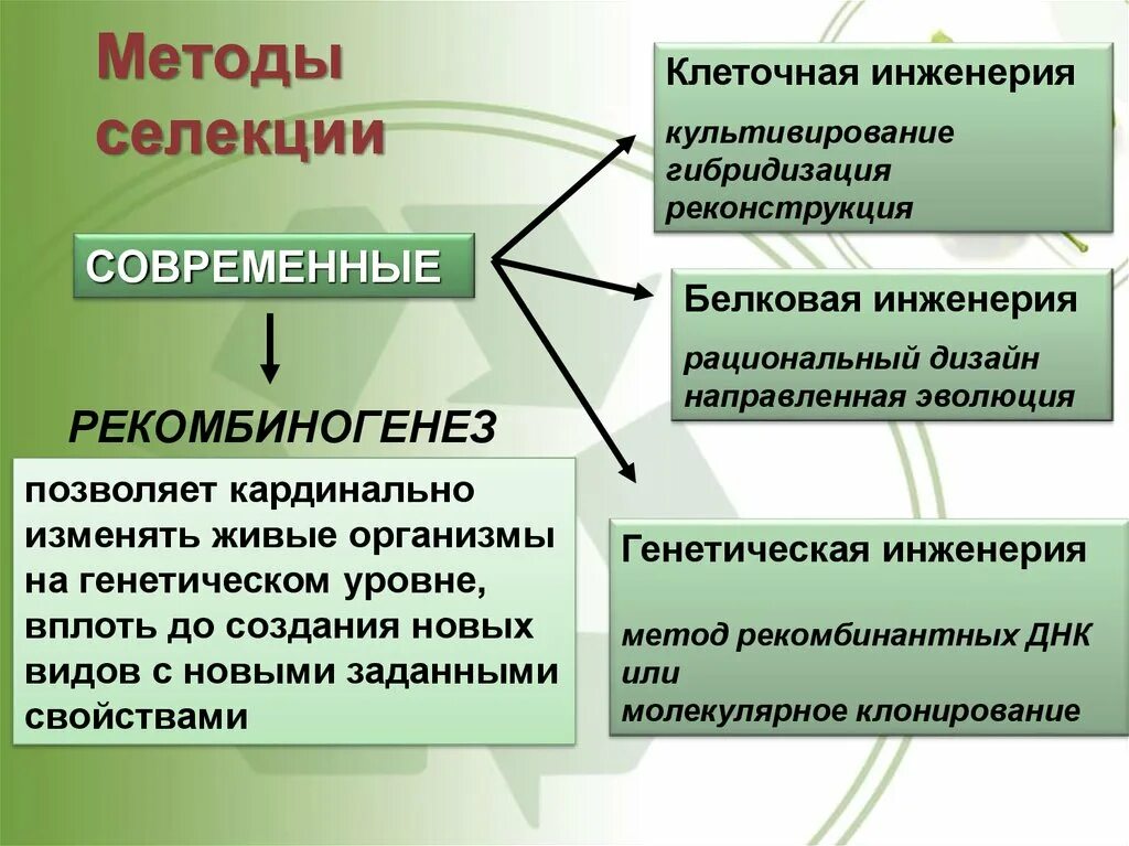 Методы клеточной инженерии в биотехнологии. Методы селекции клеточная инженерия. Клеточнаяная инженерия. Методы селекции и биотехнологии. Клеточная инженерия в селекции.