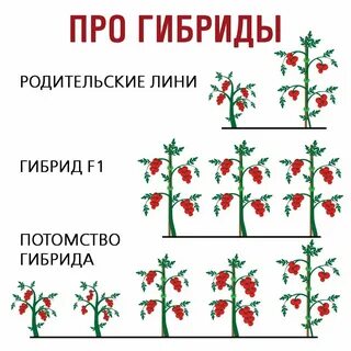 Как сделать гибрид растений