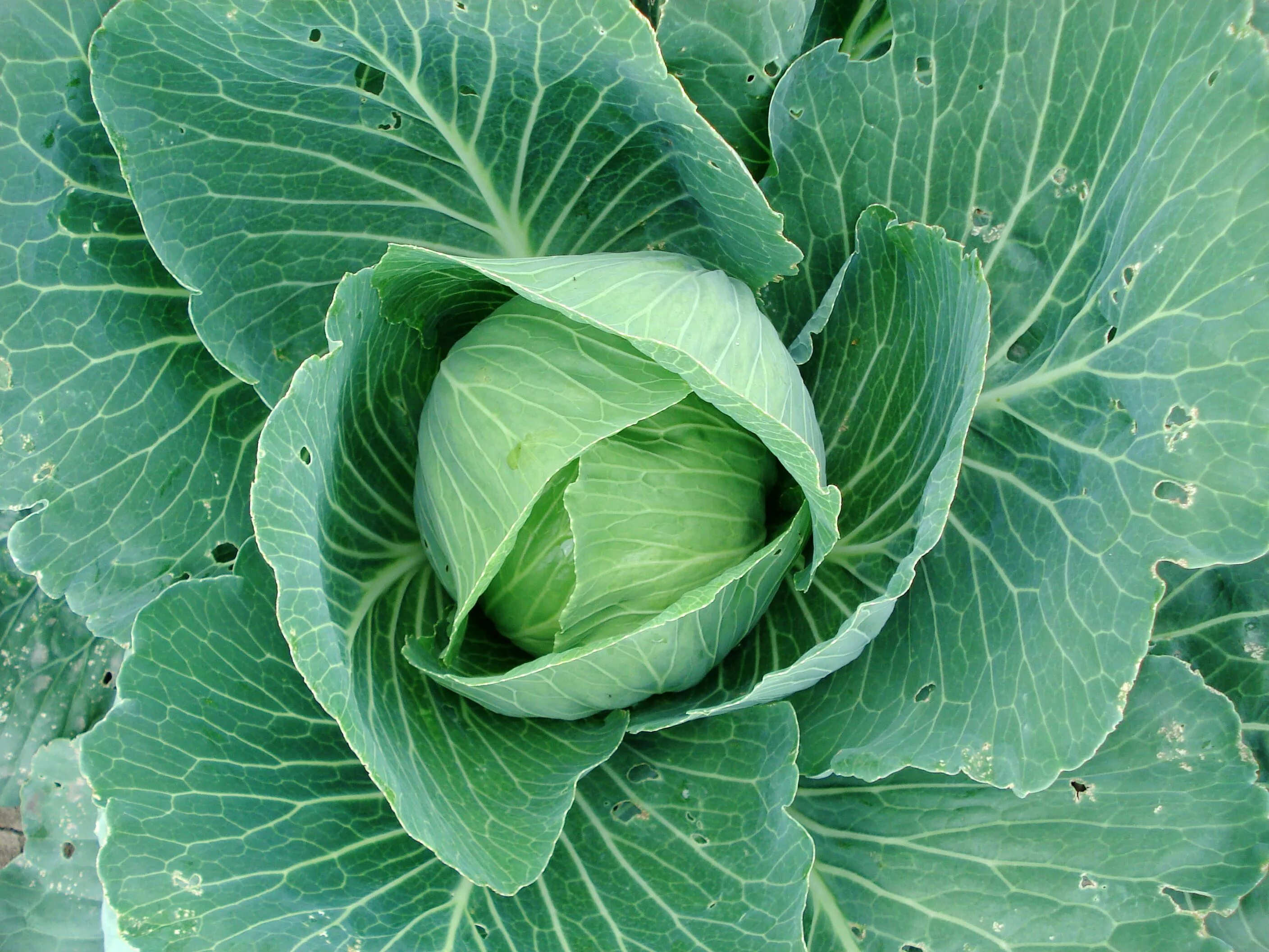 Brassica oleracea - капуста Огородная. Листовая капуста Лахана. Горчичная капуста