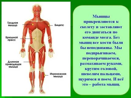 Описание туловища