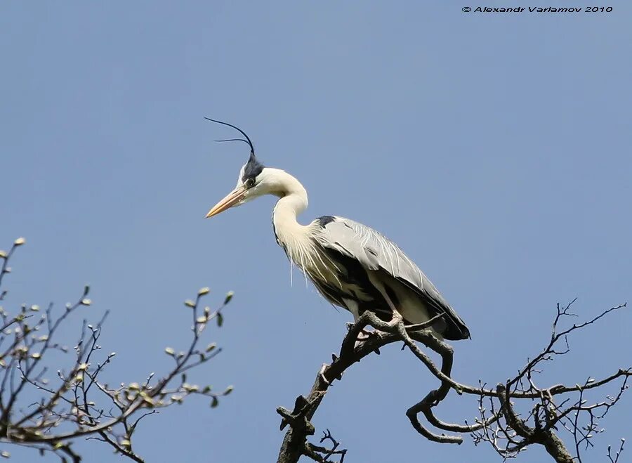 цапля серая ареал. садовая скульптура цапля. цапля из металла. цапля декоративная для сада. цапля центр авторской.