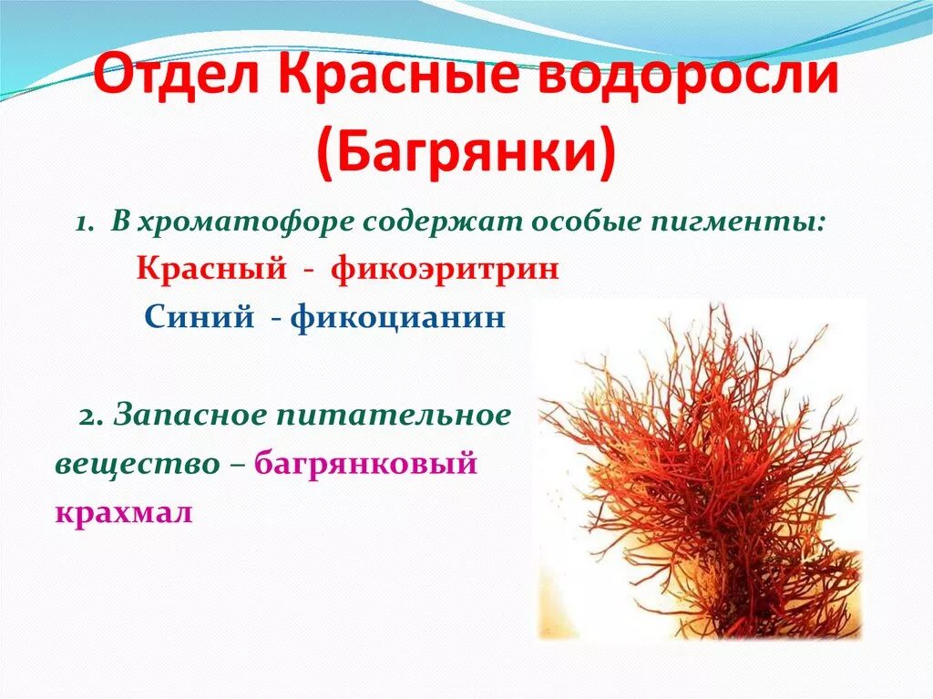 Общие признаки бурых водорослей. Водоросли отдела багрянки. Красные водоросли фикоэритрин. Фотосинтезирующие пигменты красных водорослей. Запасные вещества красных водорослей.