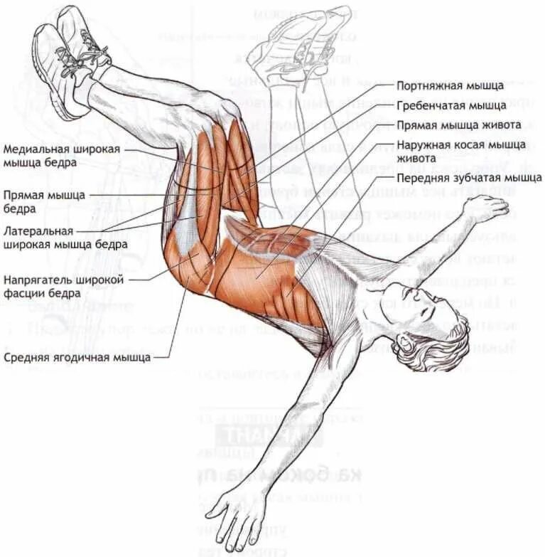Упражнения бедро пресс. Мышцы задействованные при упражнениях. Поднятие ног лежа на пресс какие мышцы. Упражнения для ног лежа на спине. Мышцы задействованные при подъеме ноги лежа.