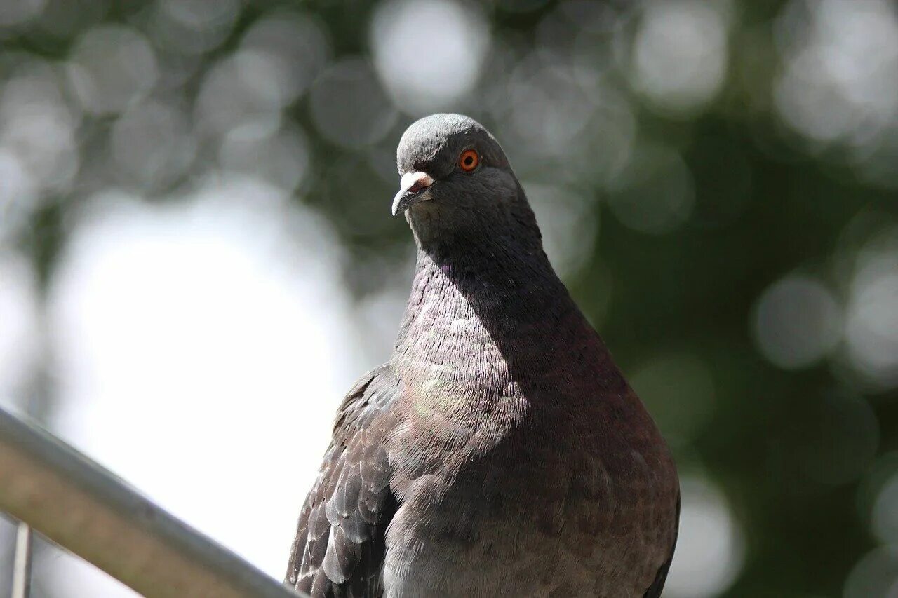 Голуби горна. Мадейрский голубь. Columba Livia. Сизый голубь. Горный голубь.