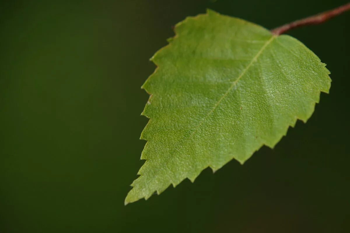 Берёза листья. Birch Leaf. Береза дерево и листики. Березовый лист.